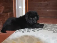 AKC, OFA, CH Dakota, a male Newfoundland for sale in Sugarcreek, OH – Photo 4 of 5