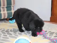 AKC, OFA, CH Dakota, a male Newfoundland for sale in Sugarcreek, OH – Photo 3 of 5