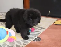 AKC, OFA, CH Dakota, a male Newfoundland for sale in Sugarcreek, OH – Photo 2 of 5