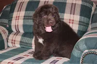 Ariane, a female Newfoundland for sale in Sugarcreek, OH – Photo 2 of 7