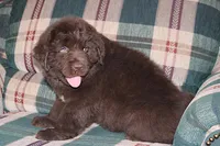 Ariane, a female Newfoundland for sale in Sugarcreek, OH – Photo 1 of 7