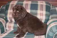 Ariane, a female Newfoundland for sale in Sugarcreek, OH – Photo 6 of 7