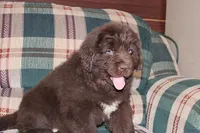 Ariane, a female Newfoundland for sale in Sugarcreek, OH – Photo 5 of 7