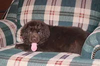 Ariane, a female Newfoundland for sale in Sugarcreek, OH – Photo 7 of 7