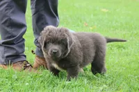 Montoya, a male Newfoundland for sale in Sugarcreek, OH – 6 of 9