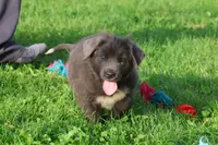 Tina, a female Newfoundland for sale in Sugarcreek, OH – 8 of 8