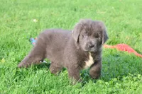 Durango, a female Newfoundland for sale in Sugarcreek, OH – 3 of 9