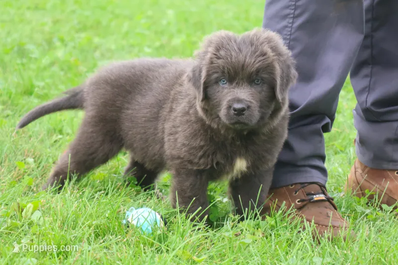 Montoya – Newfoundland puppy for sale in Sugarcreek, OH