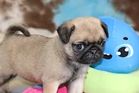 Sierra, a female Pug for sale in Sugarcreek, OH – 5 of 6