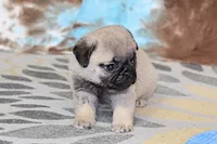 Monty, a male Pug for sale in Sugarcreek, OH – 3 of 7