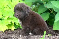 Talia, a female Newfoundland for sale in Sugarcreek, OH – 5 of 9