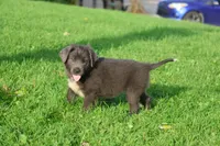 Tina, a female Newfoundland for sale in Sugarcreek, OH – 7 of 8