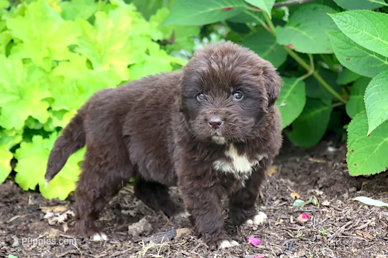 Talia – Newfoundland puppy for sale in Sugarcreek, OH