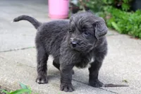 Silvia, a female Newfoundland for sale in Sugarcreek, OH – 5 of 7