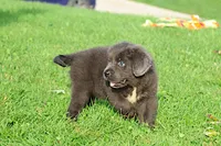 Durango, a female Newfoundland for sale in Sugarcreek, OH – 5 of 9