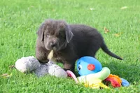 Durango, a female Newfoundland for sale in Sugarcreek, OH – 8 of 9