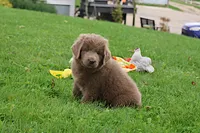 Bianca, a female Newfoundland for sale in Sugarcreek, OH – 4 of 10