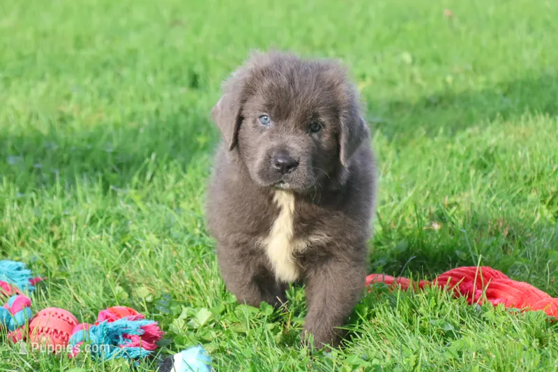 Durango – Newfoundland puppy for sale in Sugarcreek, OH