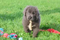 Durango, a female Newfoundland for sale in Sugarcreek, OH – 1 of 9