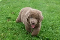 Bianca, a female Newfoundland for sale in Sugarcreek, OH – 3 of 10