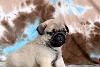 Carlos, a male Pug for sale in Sugarcreek, OH – 4 of 8