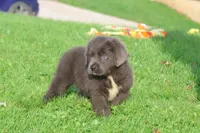 Durango, a female Newfoundland for sale in Sugarcreek, OH – 7 of 9