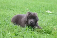 Ulyssa, a female Newfoundland for sale in Sugarcreek, OH – 7 of 7