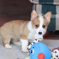 AKC, OFA, Sophia, a female Pembroke Welsh Corgi for sale in Sugarcreek, OH – Photo 1 of 9