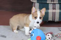 AKC, OFA, Sophia, a female Pembroke Welsh Corgi for sale in Sugarcreek, OH – Photo 1 of 9