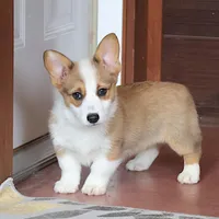 AKC, OFA, Sophia, a female Pembroke Welsh Corgi for sale in Sugarcreek, OH – Photo 3 of 9