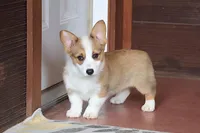 AKC, OFA, Sophia, a female Pembroke Welsh Corgi for sale in Sugarcreek, OH – Photo 3 of 9