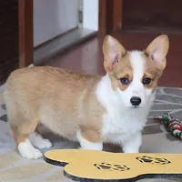 AKC, OFA, Sophia, a female Pembroke Welsh Corgi for sale in Sugarcreek, OH – Photo 7 of 9