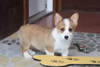 AKC, OFA, Sophia, a female Pembroke Welsh Corgi for sale in Sugarcreek, OH – Photo 7 of 9