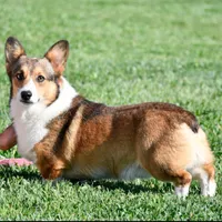 AKC, OFA, Sophia, a female Pembroke Welsh Corgi for sale in Sugarcreek, OH – Photo 6 of 9