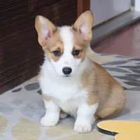 AKC, OFA, Sophia, a female Pembroke Welsh Corgi for sale in Sugarcreek, OH – Photo 8 of 9