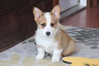 AKC, OFA, Sophia, a female Pembroke Welsh Corgi for sale in Sugarcreek, OH – Photo 8 of 9