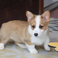 AKC, OFA, Sophia, a female Pembroke Welsh Corgi for sale in Sugarcreek, OH – Photo 5 of 9