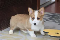 AKC, OFA, Sophia, a female Pembroke Welsh Corgi for sale in Sugarcreek, OH – Photo 5 of 9