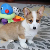 AKC, OFA, Sophia, a female Pembroke Welsh Corgi for sale in Sugarcreek, OH – Photo 2 of 9