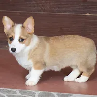 AKC, OFA, Sophia, a female Pembroke Welsh Corgi for sale in Sugarcreek, OH – Photo 4 of 9