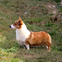 OFA, AKC, Brady, a male Pembroke Welsh Corgi for sale in Sugarcreek, OH – Photo 3 of 3