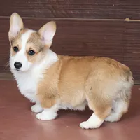 OFA, AKC, Brady, a male Pembroke Welsh Corgi for sale in Sugarcreek, OH – Photo 1 of 3
