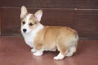 OFA, AKC, Brady, a male Pembroke Welsh Corgi for sale in Sugarcreek, OH – Photo 1 of 3