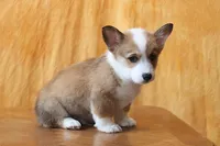 Valentines Sale Brady, a male Pembroke Welsh Corgi for sale in Sugarcreek, OH – Photo 7 of 9