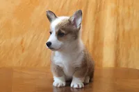 Valentines Sale Brady, a male Pembroke Welsh Corgi for sale in Sugarcreek, OH – Photo 3 of 9