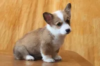 Valentines Sale Brady, a male Pembroke Welsh Corgi for sale in Sugarcreek, OH – Photo 2 of 9