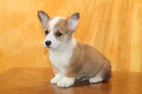 Valentines Sale Brady, a male Pembroke Welsh Corgi for sale in Sugarcreek, OH – Photo 6 of 9