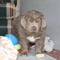 Andre, a male Newfoundland for sale in Sugarcreek, OH – Photo 2 of 7