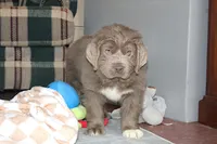 Andre, a male Newfoundland for sale in Sugarcreek, OH – Photo 2 of 7
