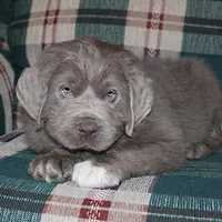Andre, a male Newfoundland for sale in Sugarcreek, OH – Photo 6 of 7